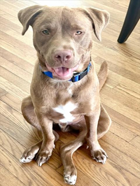 adoptable Dog in Houston, TX named FRANKLIN