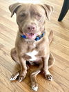 adoptable Dog in  named FRANKLIN