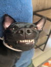 adoptable Dog in  named SHADOW