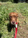 adoptable Dog in  named TAMARA