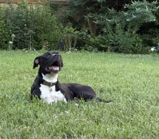 adoptable Dog in Houston, TX named GOKU