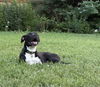 adoptable Dog in  named GOKU