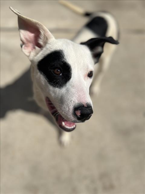 picture of the dog needing adoption