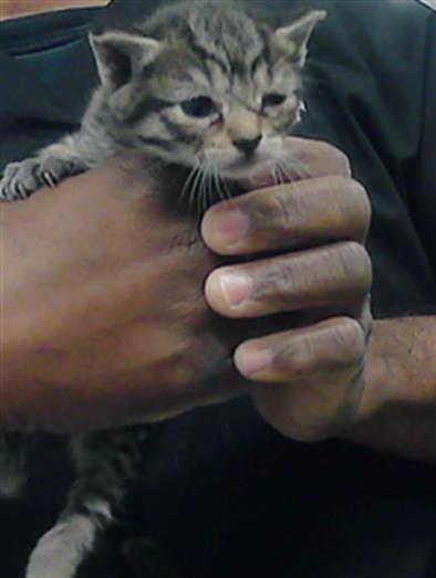 picture of the cat needing adoption