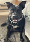 adoptable Dog in  named CHARCOAL