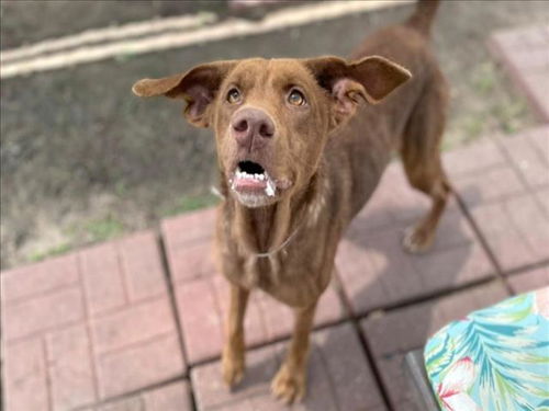 picture of the dog needing adoption