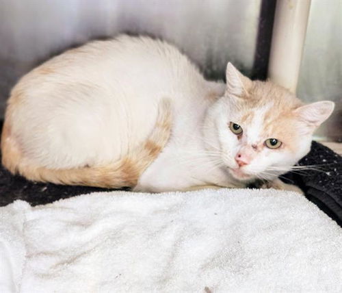 picture of the cat needing adoption
