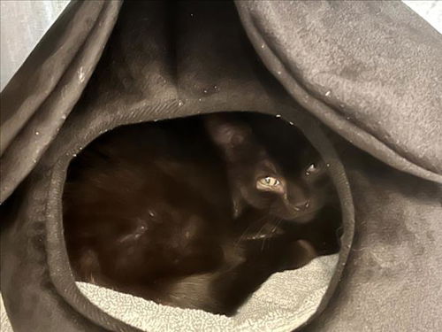 picture of the cat needing adoption