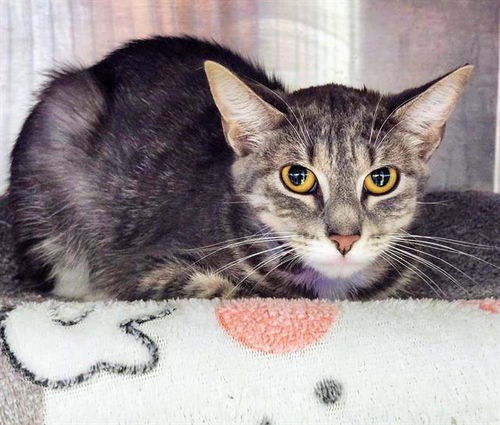 picture of the cat needing adoption
