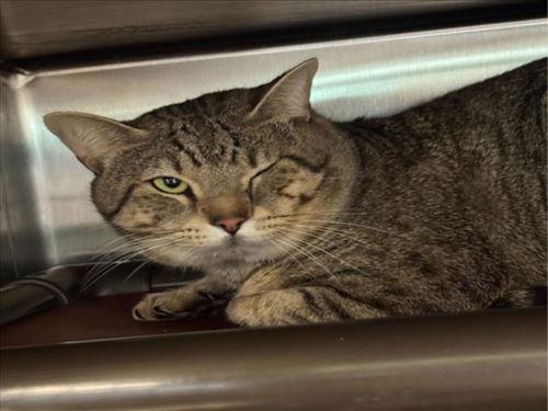 picture of the cat needing adoption