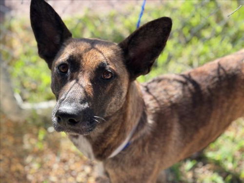 picture of the dog needing adoption
