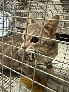 picture of the cat needing adoption