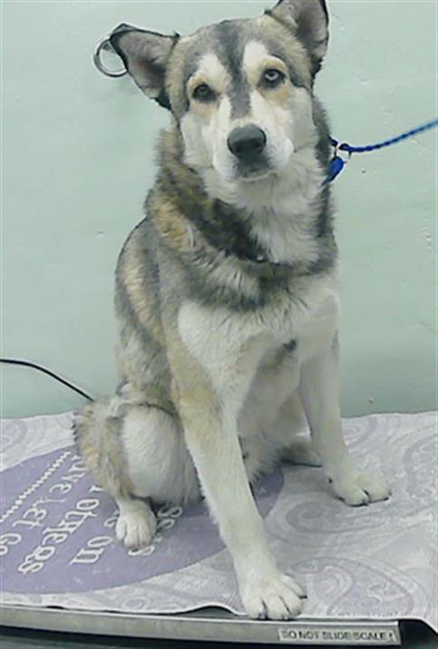 picture of the dog needing adoption