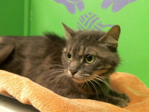 picture of the cat needing adoption