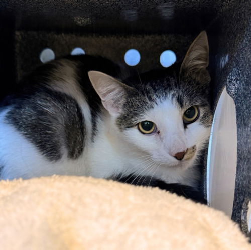 picture of the cat needing adoption