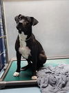 adoptable Dog in  named MR STROODLE