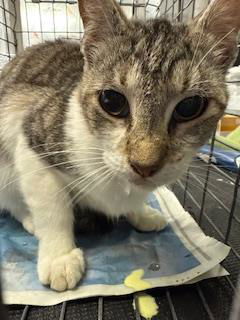 picture of the cat needing adoption