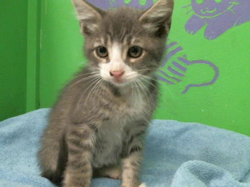 picture of the cat needing adoption