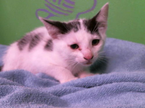 picture of the cat needing adoption