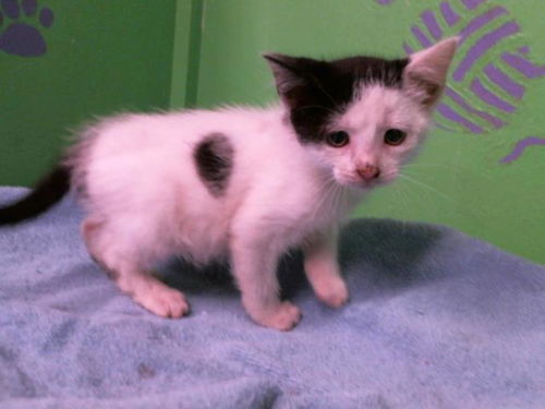 picture of the cat needing adoption