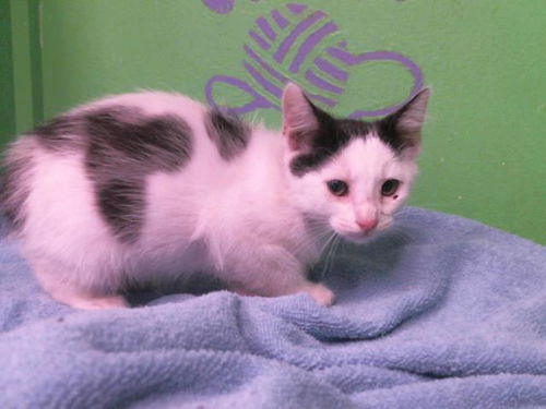 picture of the cat needing adoption