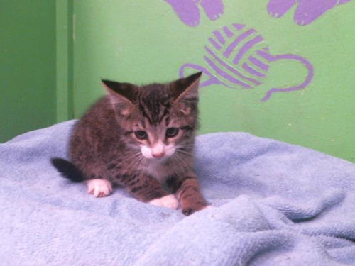 picture of the cat needing adoption