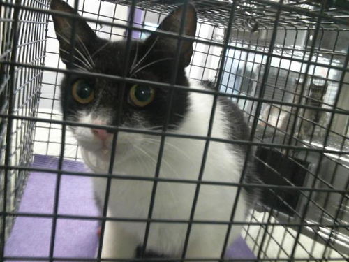 picture of the cat needing adoption