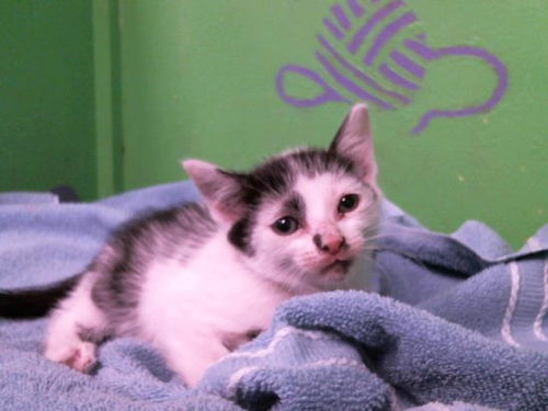 picture of the cat needing adoption