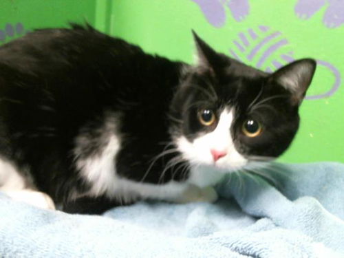 picture of the cat needing adoption