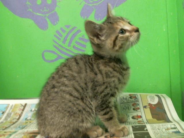 adoptable Cat in Houston, TX named BUDDY