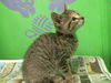 adoptable Cat in houston, TX named BUDDY