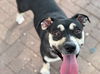 adoptable Dog in  named KASUMI