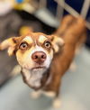 adoptable Dog in  named CINNABON