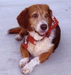 adoptable Dog in  named ROWDY