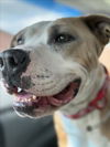 adoptable Dog in  named NALA