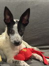 adoptable Dog in  named PICKLES