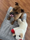 adoptable Dog in  named FRANKLYN