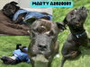 adoptable Dog in  named MARTY