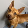 adoptable Dog in  named BEN