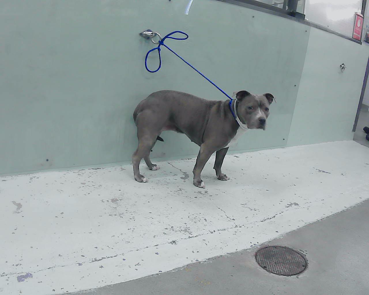 adoptable Dog in Houston, TX named WYNONA