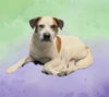 adoptable Dog in Houston, TX named MR. BOXIE