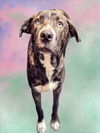 adoptable Dog in  named BUZZ