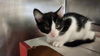 adoptable Cat in Houston, TX named MISSY