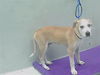 adoptable Dog in Houston, TX named DOMINO