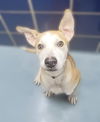 adoptable Dog in  named DOMINO