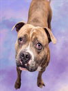 adoptable Dog in  named BENTLEY