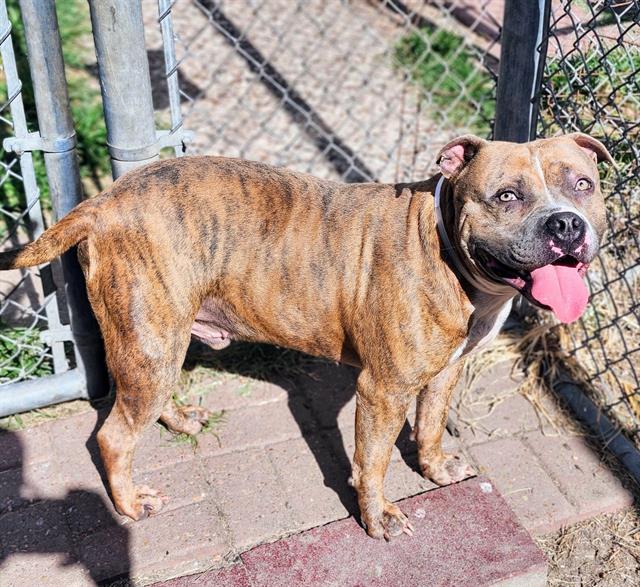 adoptable Dog in Houston, TX named BENTLEY