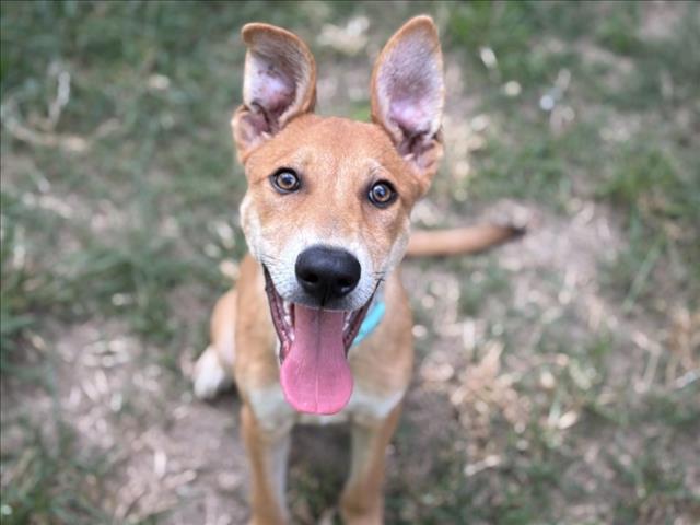adoptable Dog in Houston, TX named SIMBA
