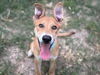 adoptable Dog in Houston, TX named SIMBA