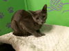 adoptable Cat in Houston, TX named SASSY